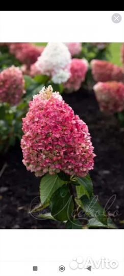 Гортензия метельчатая