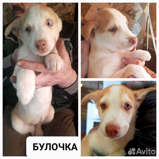 Щенки в добрые руки