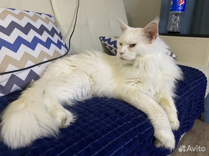 Кот мейн-кун