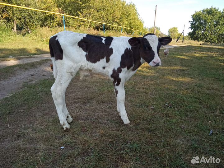 Телята Элитные