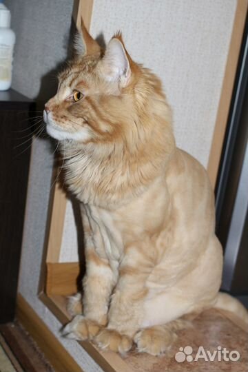 Стрижка кошек с выездом