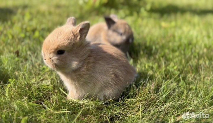 Декоративные Карликовые Кролики Самые Красивые
