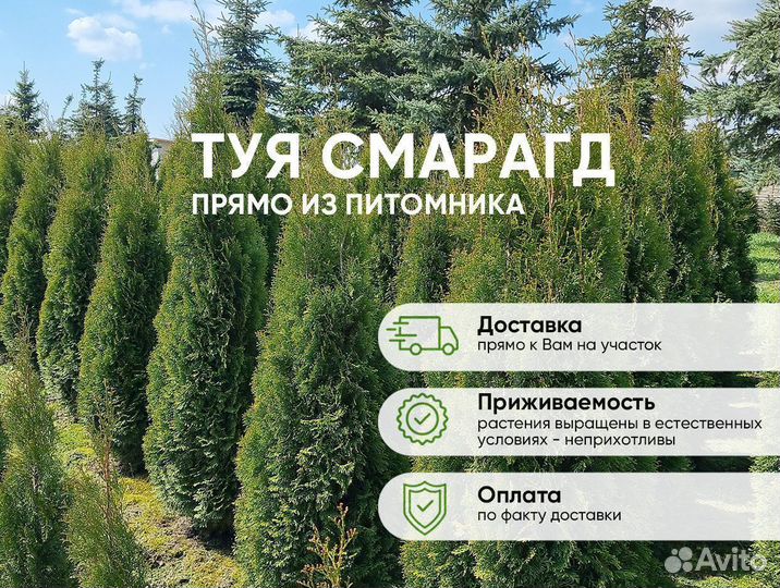 Туя Смарагд 100-120 см оптом