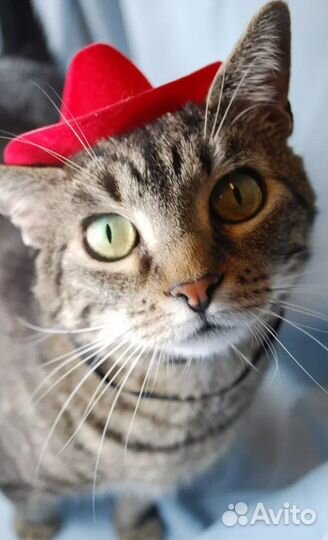 Карты кошака 24