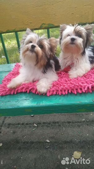 Бивер щенки