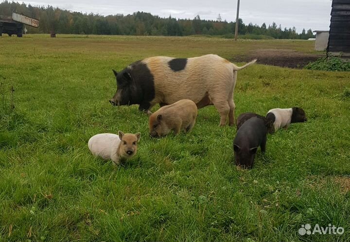 Поросята кармалы (вьетнамка + мангалица)