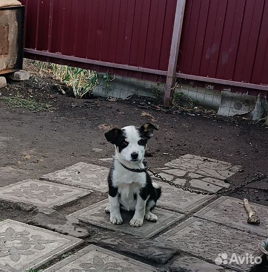 Щенок в добрые руки (девочка)