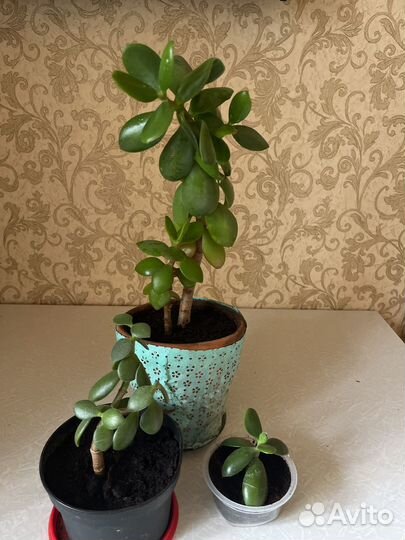 Толстянка, денежное дерево