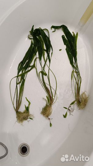 Водоросли для аквариума