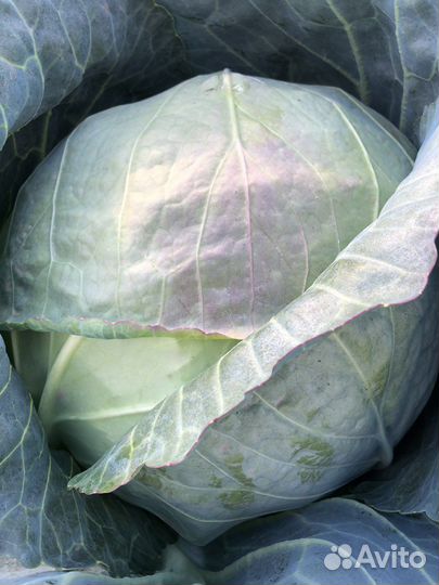 Медора капуста