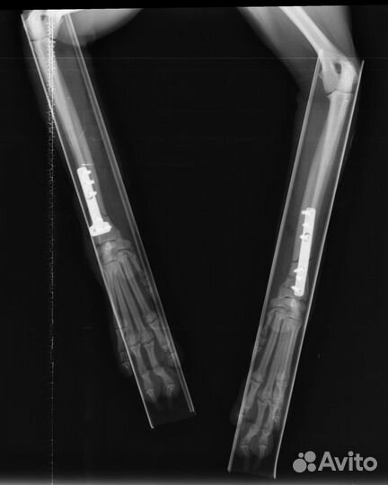 Ветеринарный врач выезд на дом