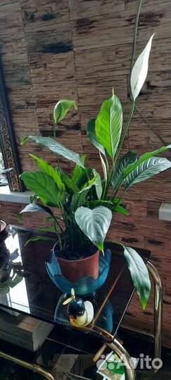 Цветок женское счастье