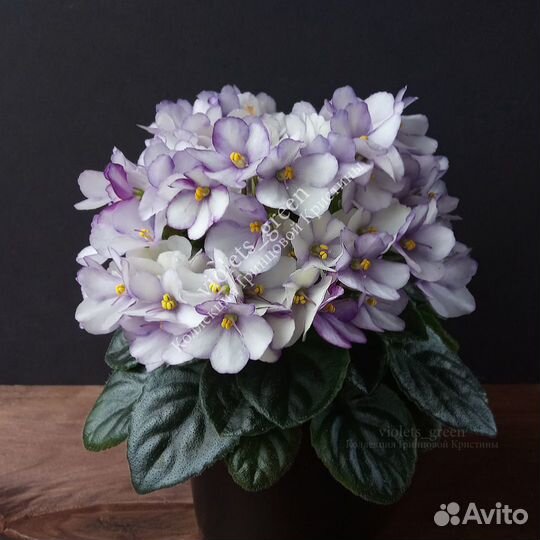 Мини фиалки и стандарты коллекционные почтой