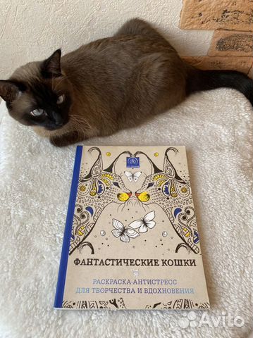 Раскраска антистресс Кошки