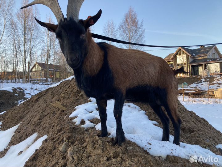 Козёл племенной случка