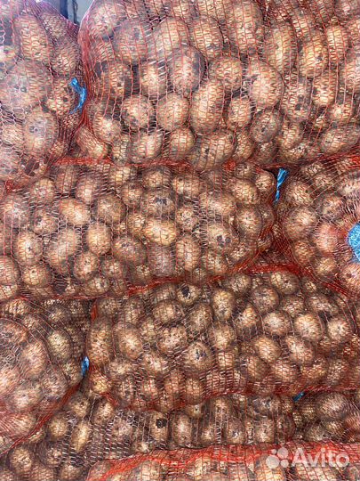 Картофель крупный