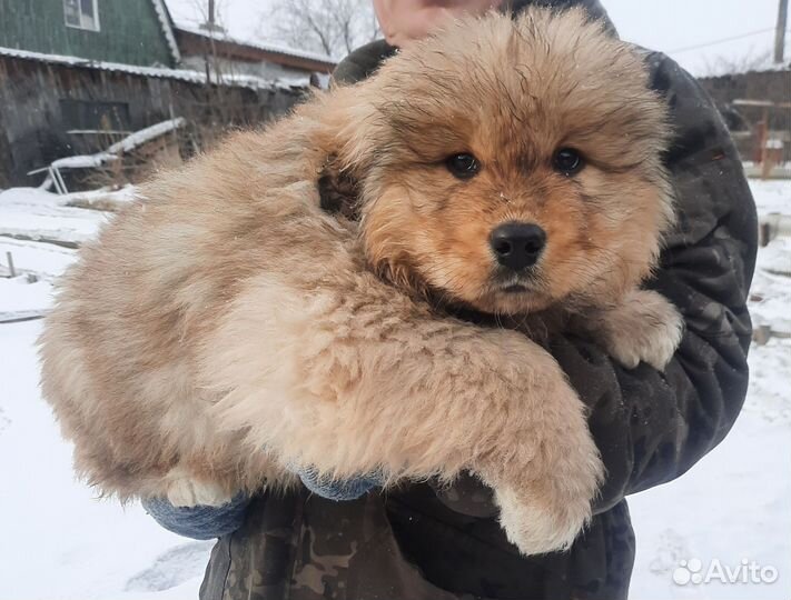 Щенки Монгол банхар