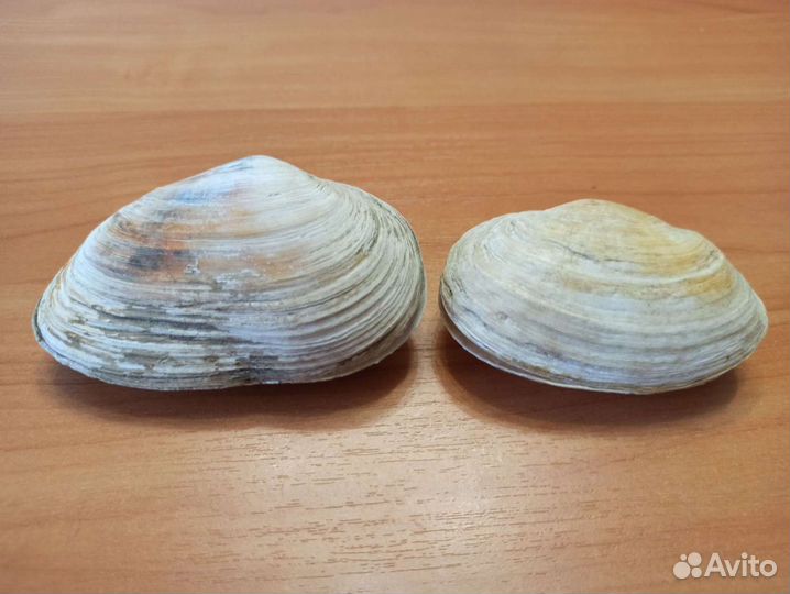 Морские раковины