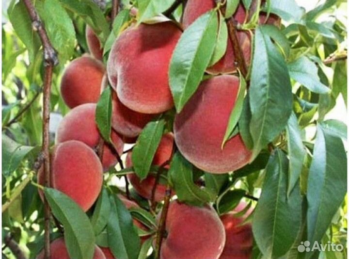 Вахта сбор фруктов в Краснодаре