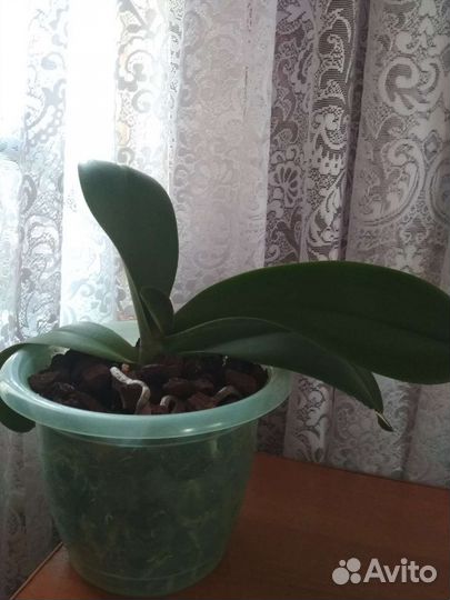 Орхидея фаленопсис
