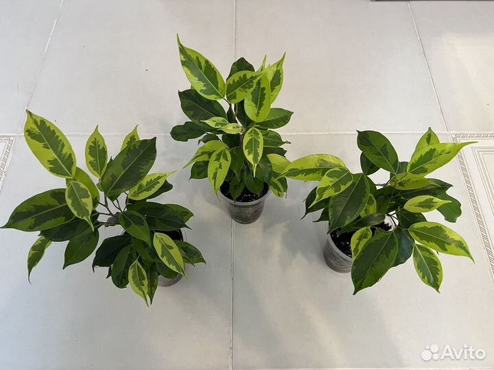 Фикус бенджамина регидан