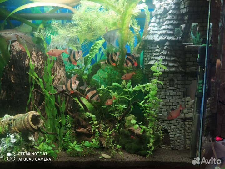 Чистка и обслуживание аквариума