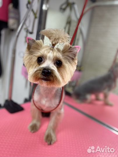 Грумер на дом и в салон