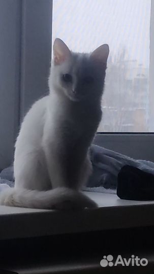 Кошки в добрые руки