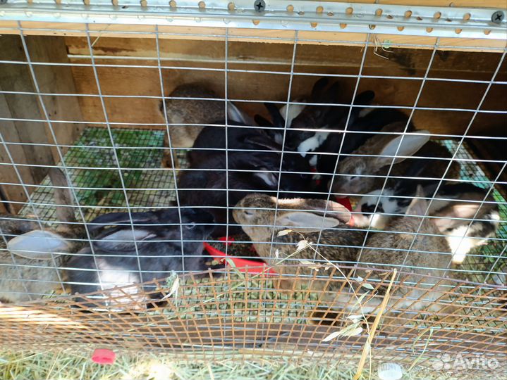 Кролики крольчата