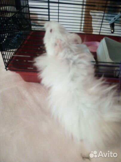 Сирийские хомяки только в хорошие руки и условия