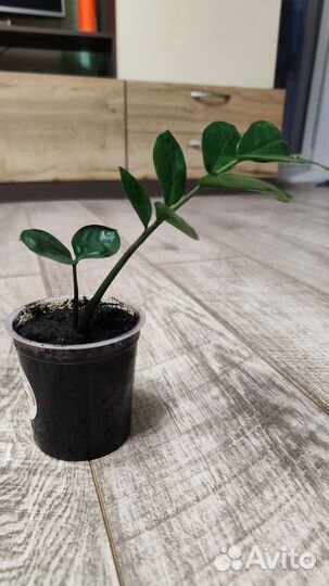 Замиокулькас