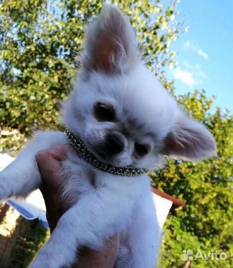 Щенки чихуахуа большой выбор окрасов