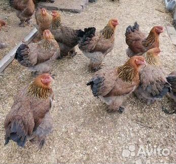 Куры брама и кохинхин