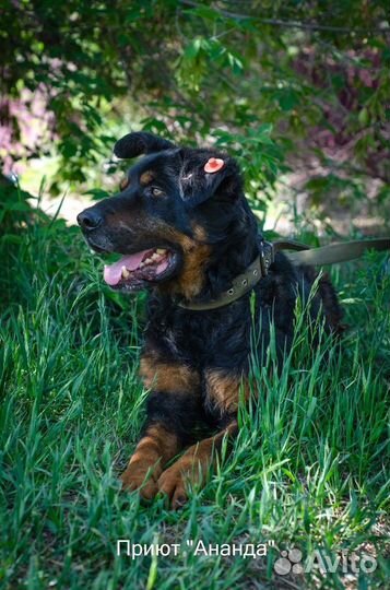 Гром- крупный не агрессивный пес