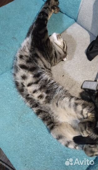 Шотландский кот вязка