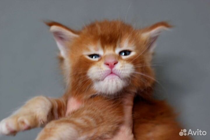 Мейн-кун очень красивый котенок, питомник