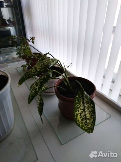 Диффенбахия