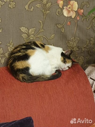 Кошка в дар