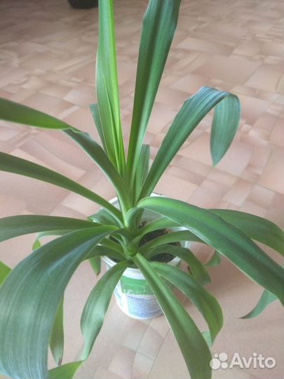 Комнатные растения - Юкка