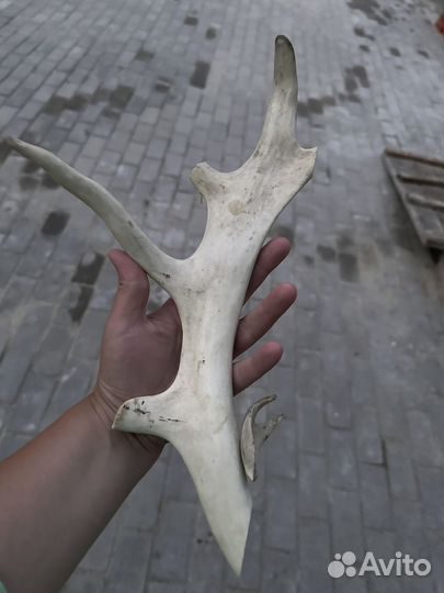 Резьба рог лося оленя