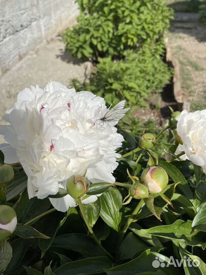 Пионы сортовые саженцы