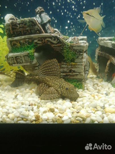 Аквариум