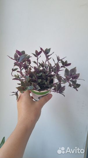 Традесканция приречная (подвесная)