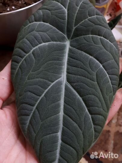 Алоказия Махарани, Полли клубни