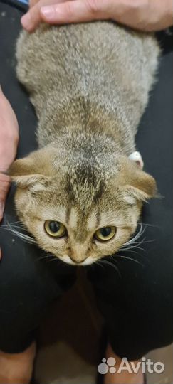 Кошка золотая шиншила