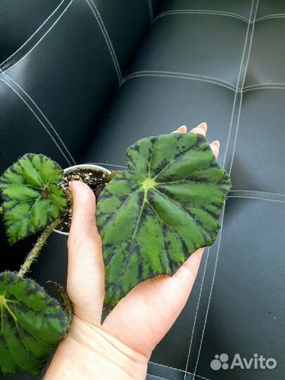 Бегония Черный Вельвет и Бегония Тигровая