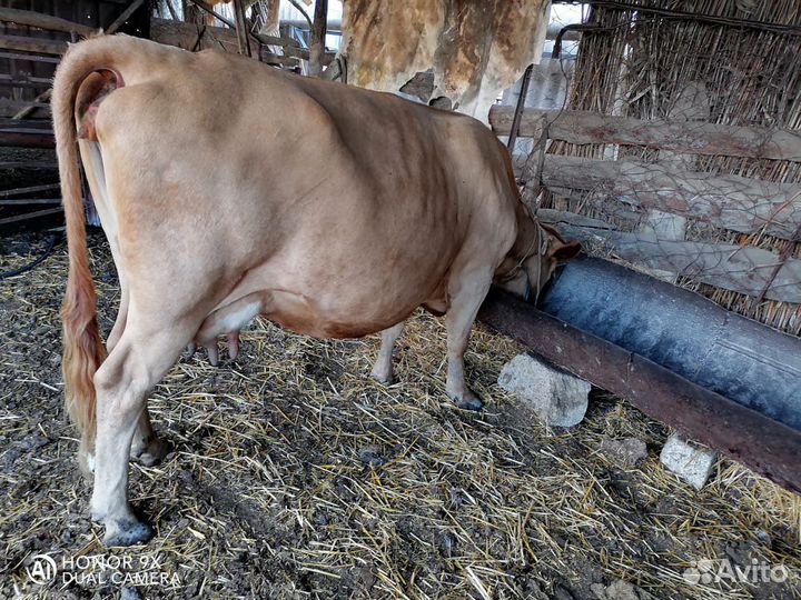 Молочные молодые