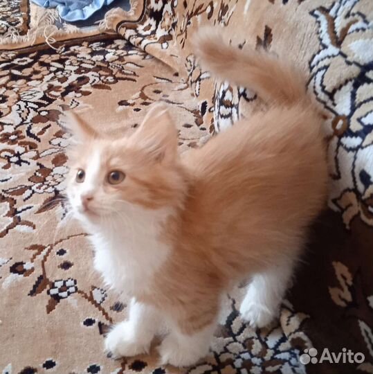 Котенок рыжий