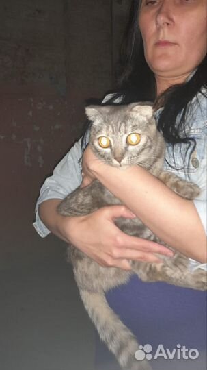 Ищет дом или куратора Выкинули