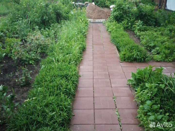 Астра многолетняя